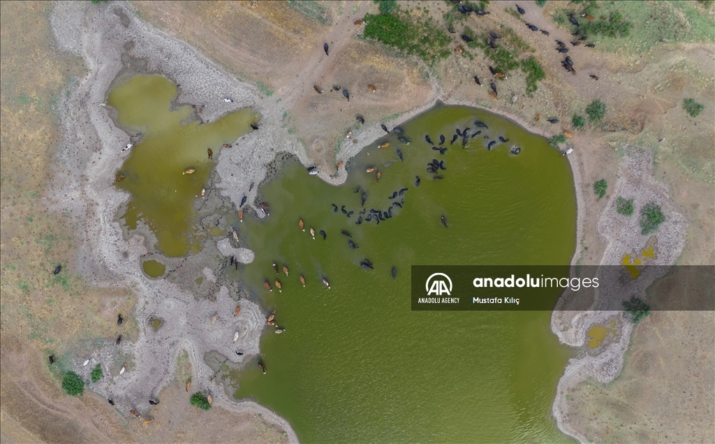 Buffaloes in Turkiye's Diyarbakir cool off in ponds to escape the heat