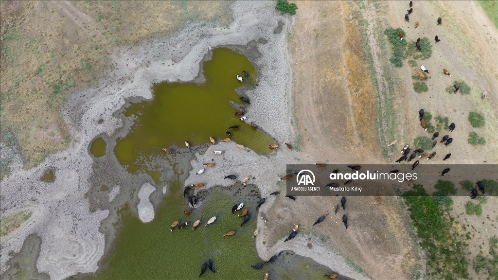 Buffaloes in Turkiye's Diyarbakir cool off in ponds to escape the heat