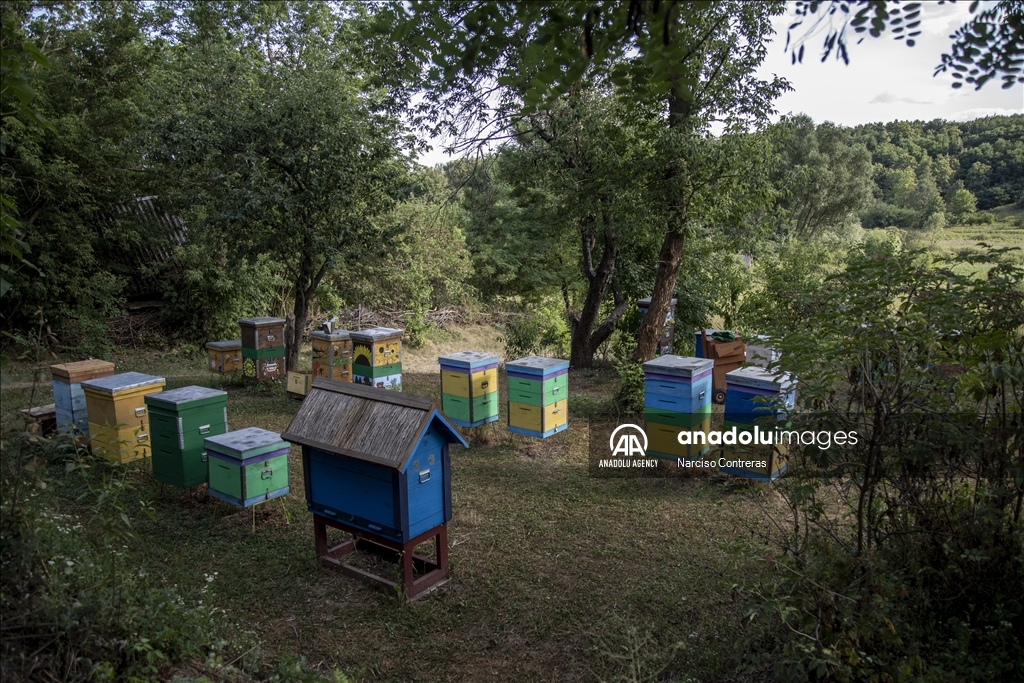 Bee farming amidst ongoing war in Ukraine's Kharkiv region 