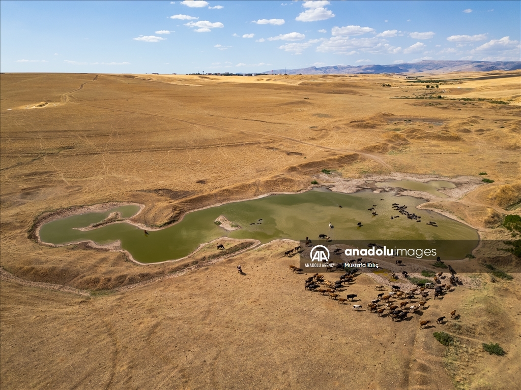 Buffaloes in Turkiye's Diyarbakir cool off in ponds to escape the heat