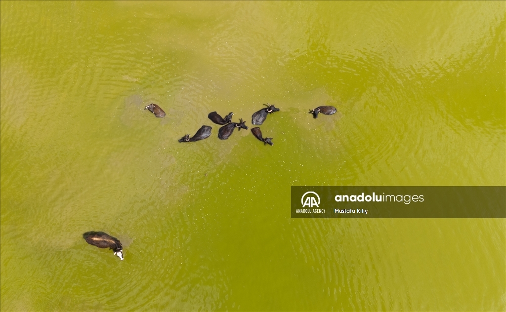 Buffaloes in Turkiye's Diyarbakir cool off in ponds to escape the heat