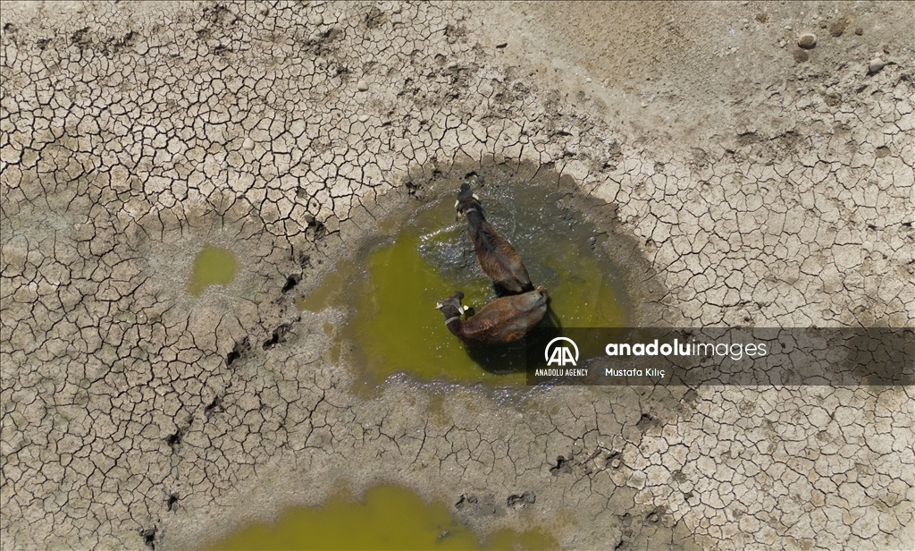 Buffaloes in Turkiye's Diyarbakir cool off in ponds to escape the heat