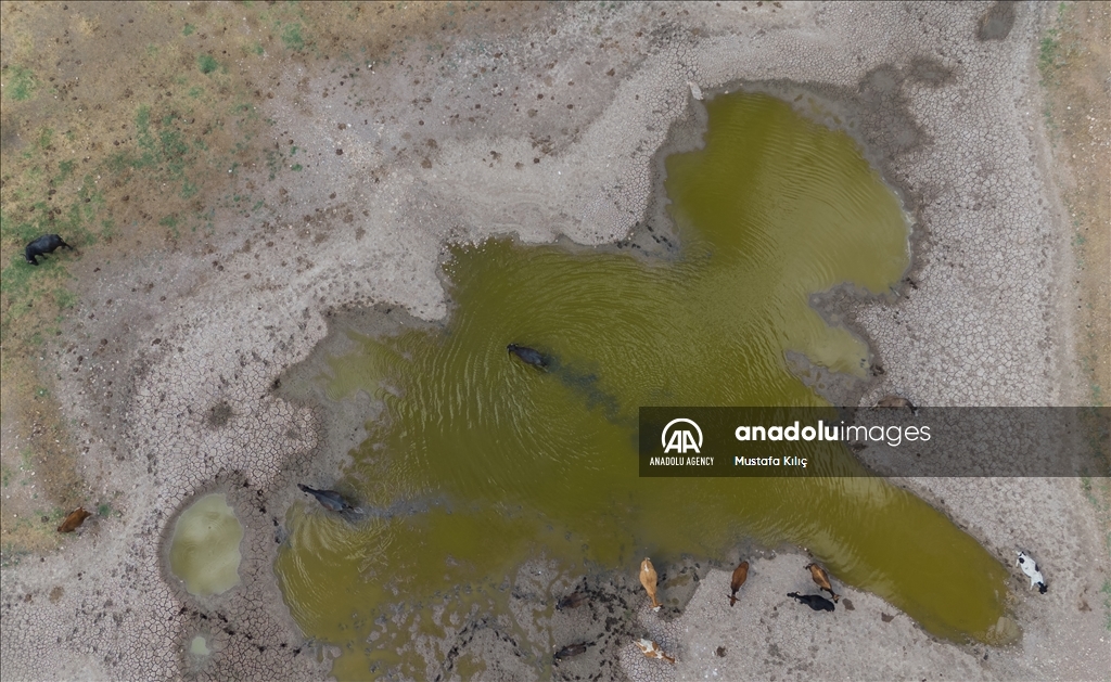 Buffaloes in Turkiye's Diyarbakir cool off in ponds to escape the heat