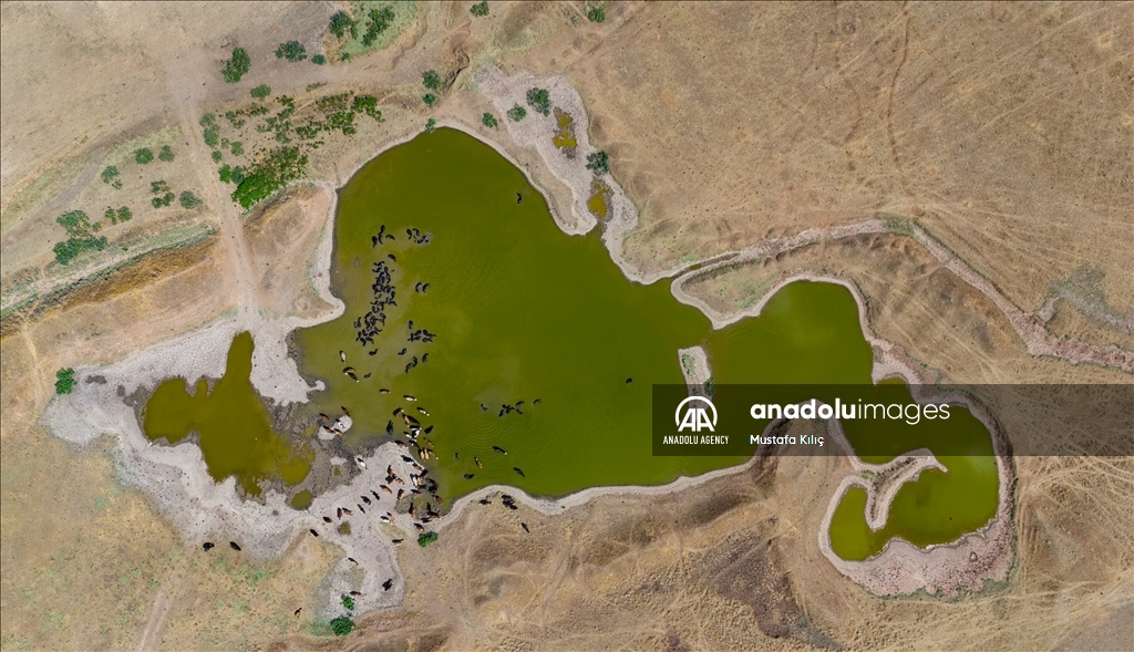 Buffaloes in Turkiye's Diyarbakir cool off in ponds to escape the heat