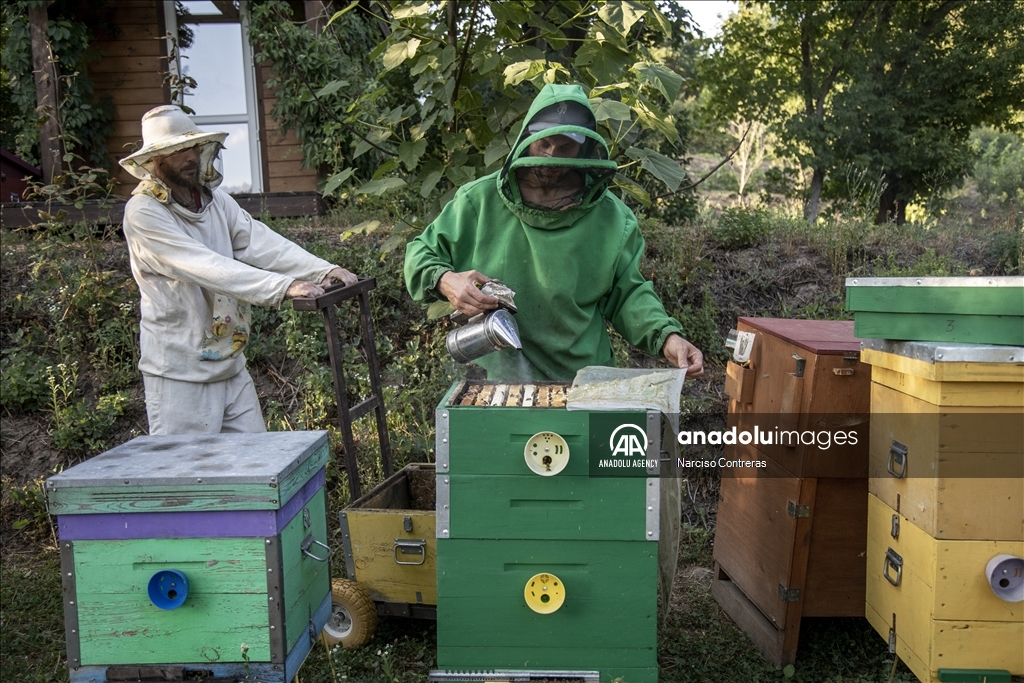 Bee farming amidst ongoing war in Ukraine's Kharkiv region 