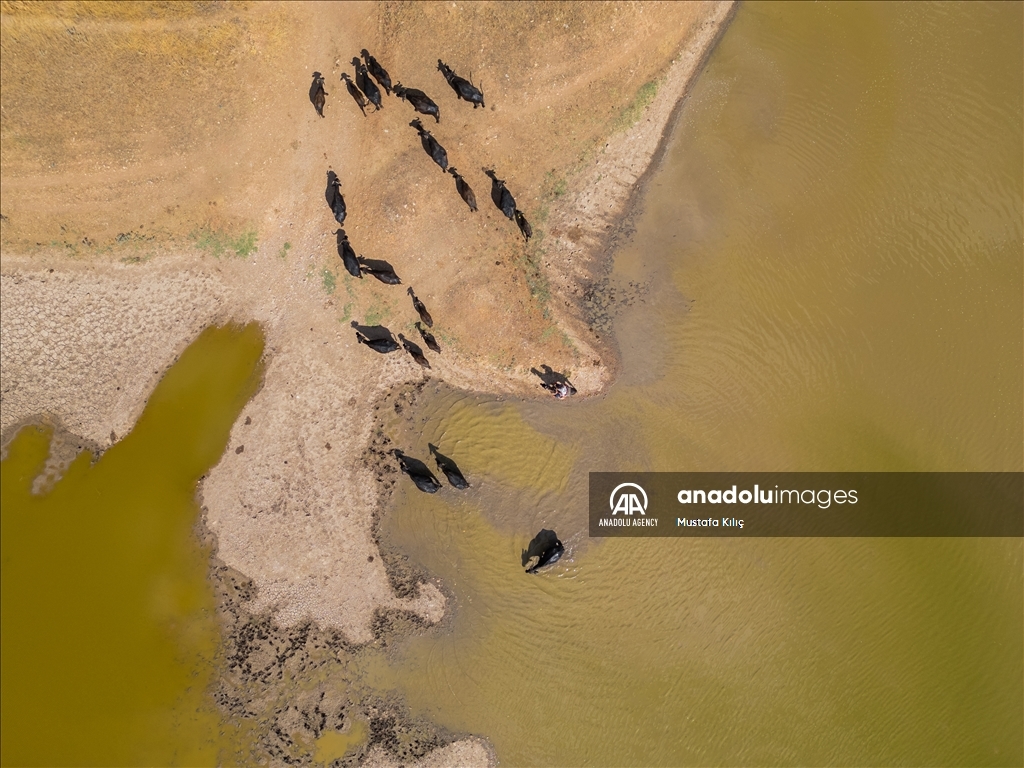 Buffaloes in Turkiye's Diyarbakir cool off in ponds to escape the heat