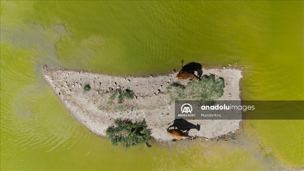 Buffaloes in Turkiye's Diyarbakir cool off in ponds to escape the heat