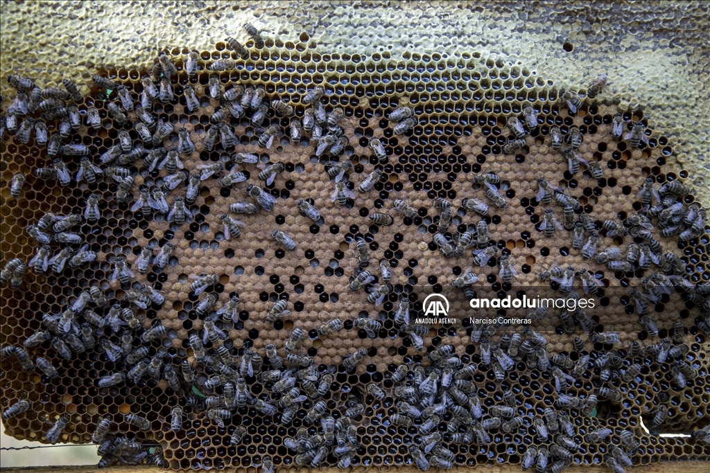 Bee farming amidst ongoing war in Ukraine's Kharkiv region 