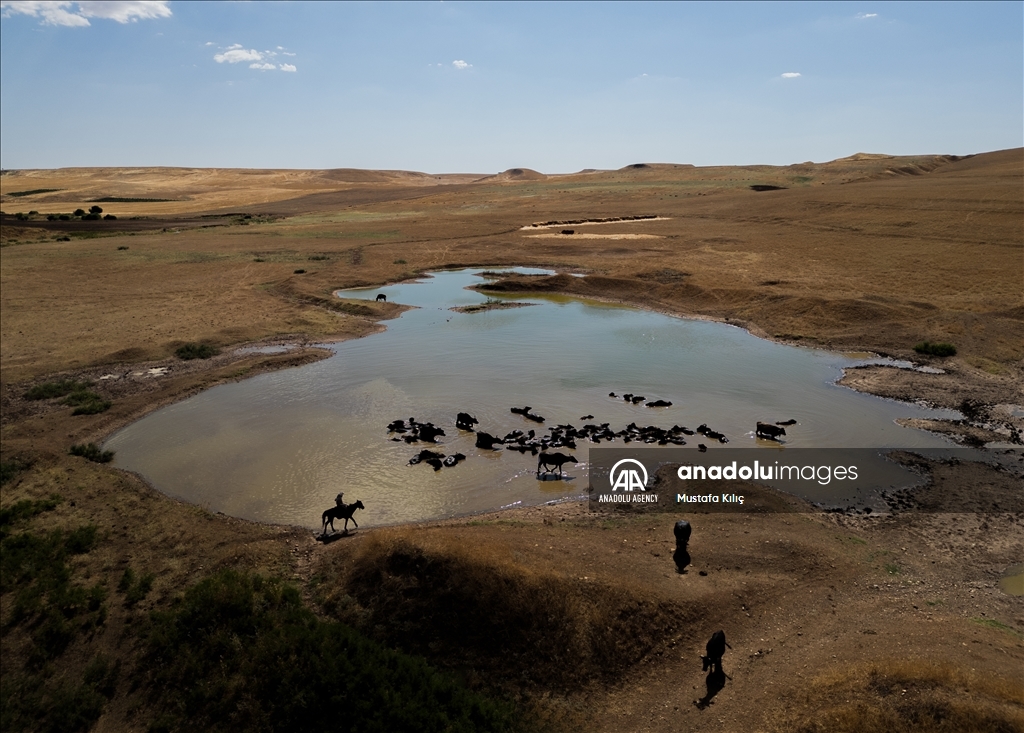 Buffaloes in Turkiye's Diyarbakir cool off in ponds to escape the heat