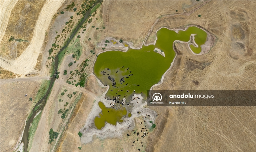 Buffaloes in Turkiye's Diyarbakir cool off in ponds to escape the heat