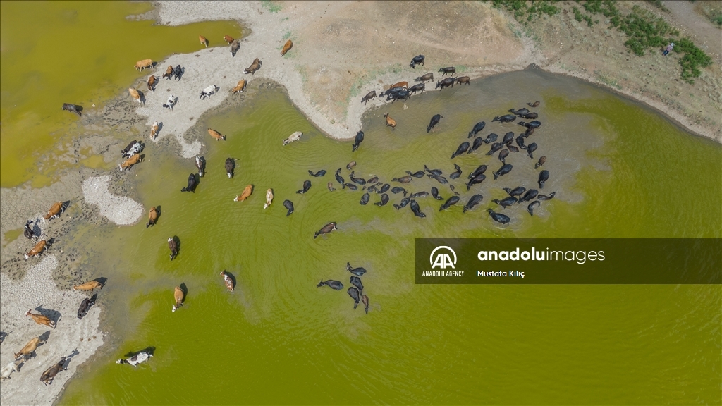 Buffaloes in Turkiye's Diyarbakir cool off in ponds to escape the heat