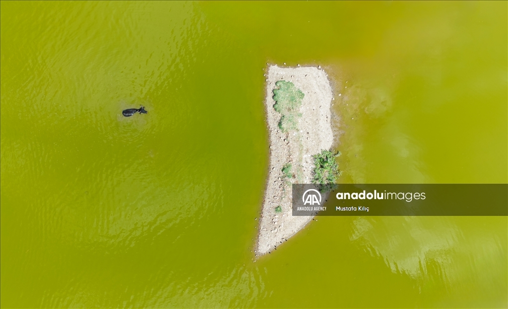 Buffaloes in Turkiye's Diyarbakir cool off in ponds to escape the heat