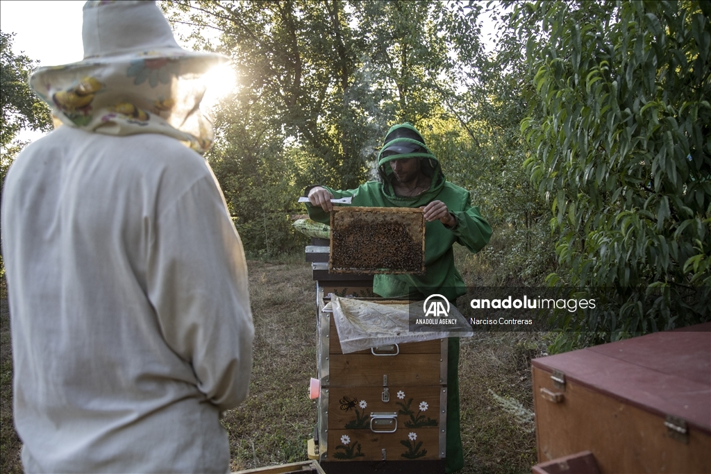 Bee farming amidst ongoing war in Ukraine's Kharkiv region 