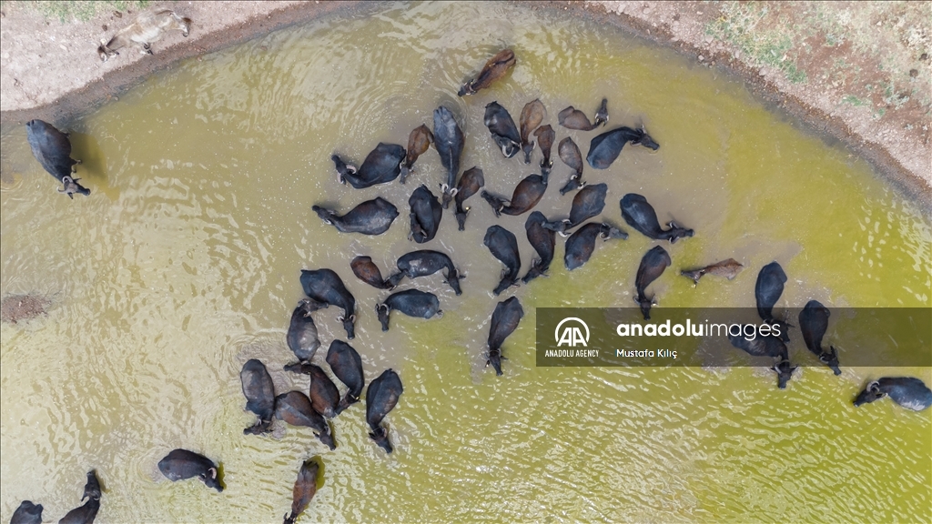 Buffaloes in Turkiye's Diyarbakir cool off in ponds to escape the heat