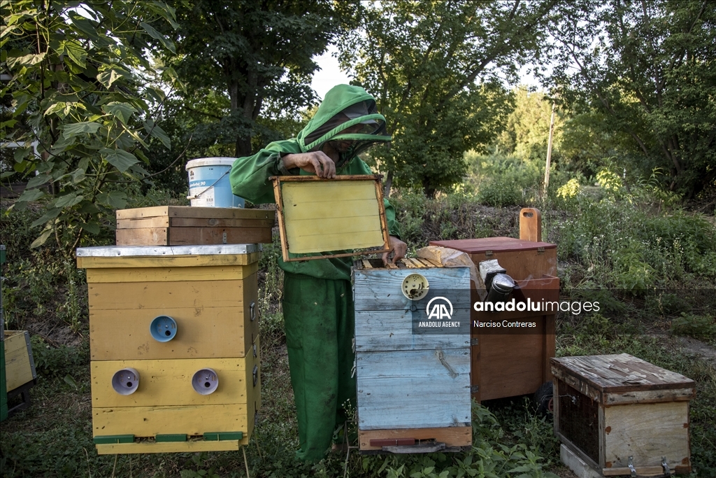 Bee farming amidst ongoing war in Ukraine's Kharkiv region 