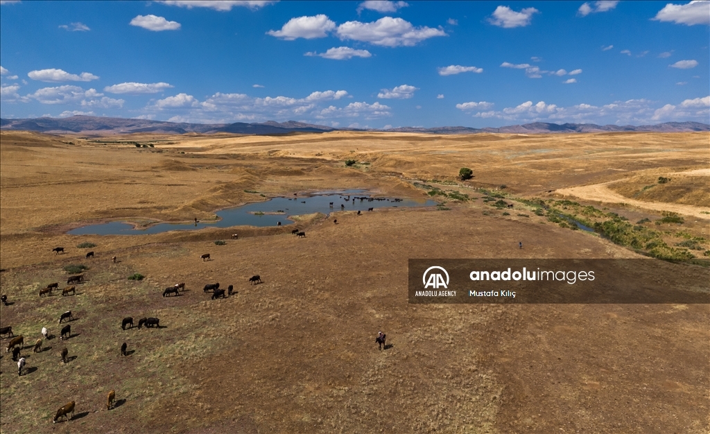 Buffaloes in Turkiye's Diyarbakir cool off in ponds to escape the heat