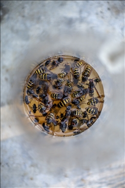 Bee farming amidst ongoing war in Ukraine's Kharkiv region