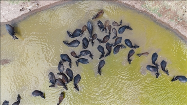 Buffaloes in Turkiye's Diyarbakir cool off in ponds to escape the heat