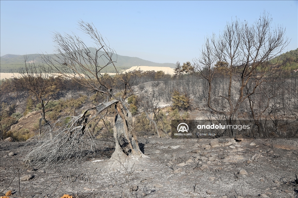 Muğla'nın Milas ilçesinde çıkan orman yangını kontrol altına alındı