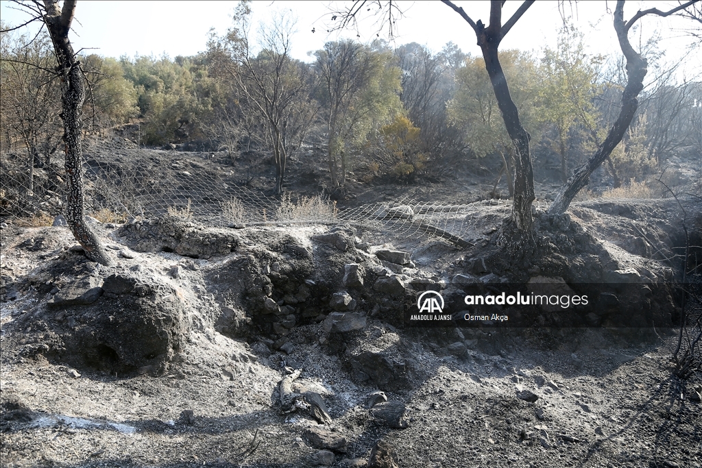 Muğla'nın Milas ilçesinde çıkan orman yangını kontrol altına alındı