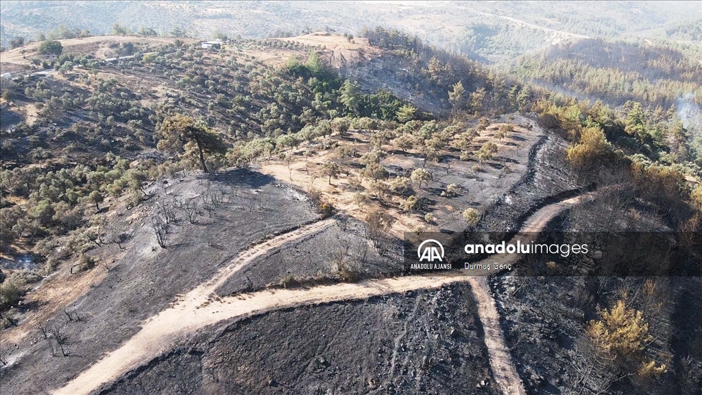 Muğla'nın Milas ilçesinde çıkan orman yangını  kontrol altına alındı