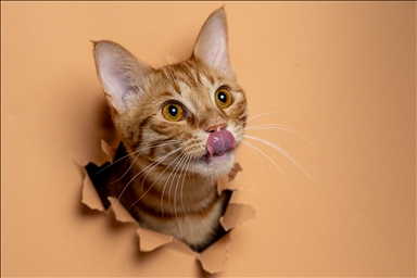 International Cat Day in Ankara