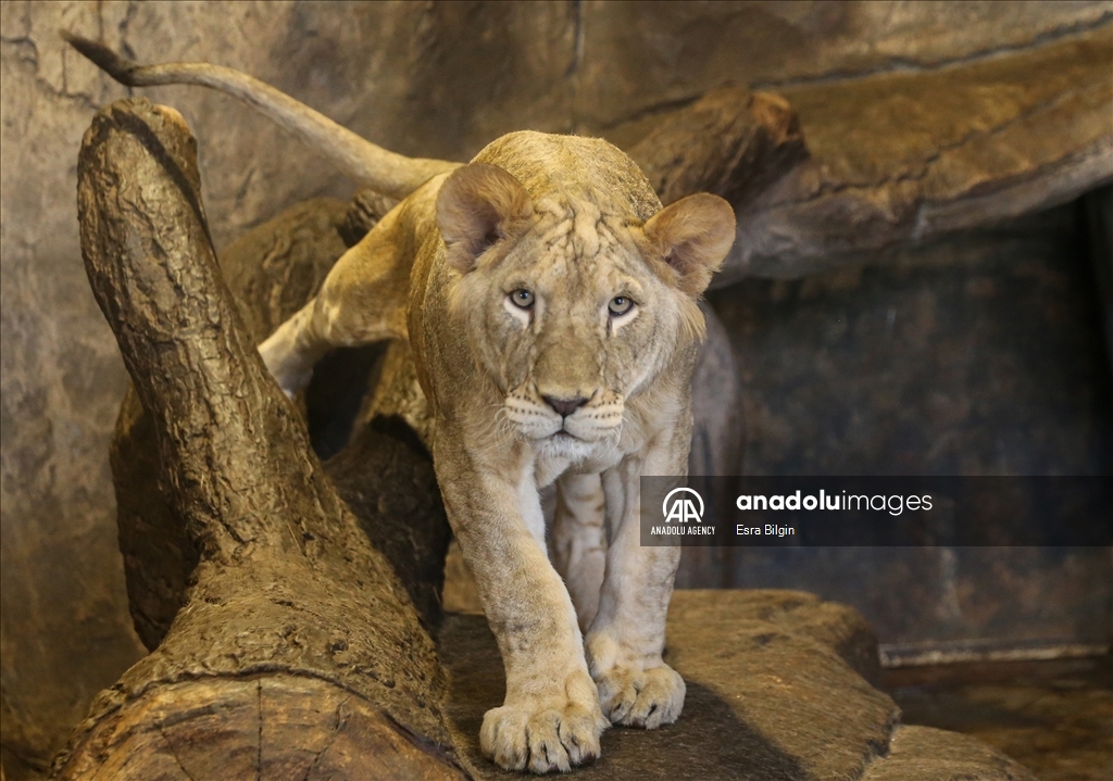 Turkey's lion and tiger cubs to be sent to Africa