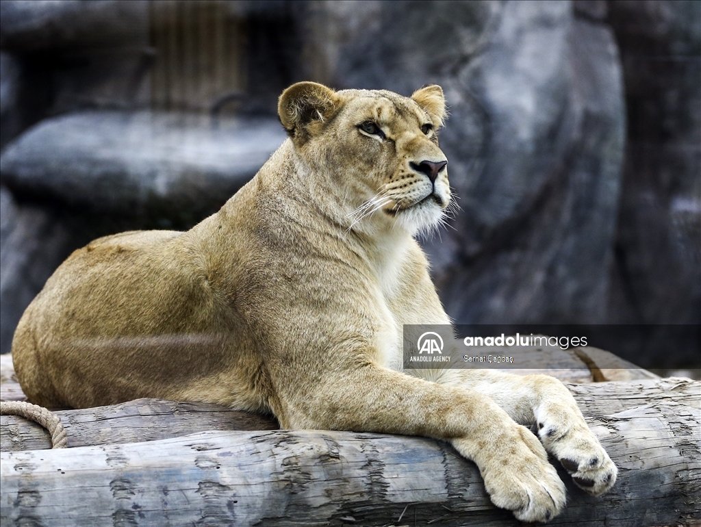 Wild cats of Istanbul