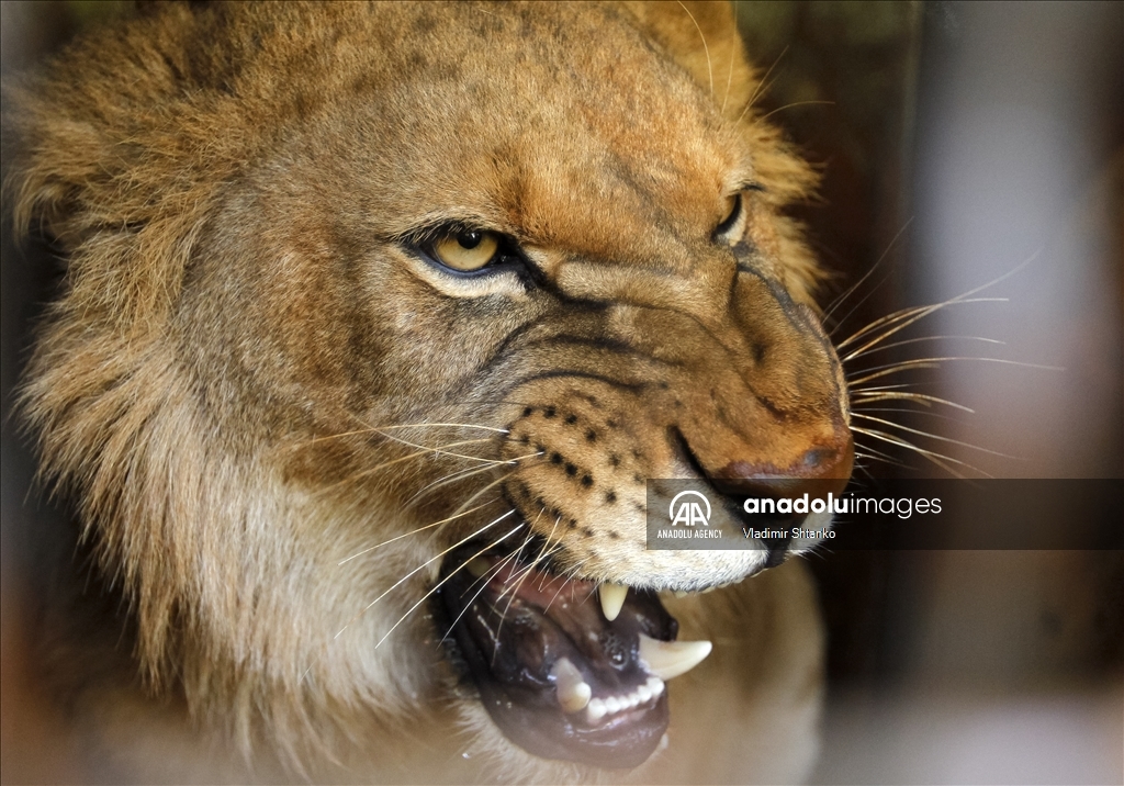 Departure of lions from Ukrainian zoo to a nature reserve in South Africa