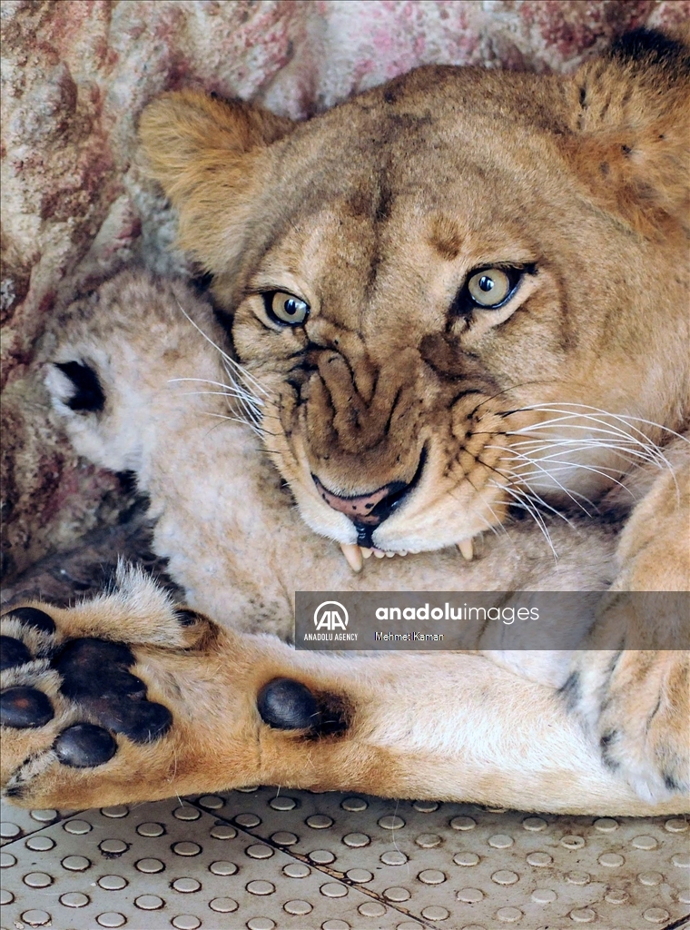 A lioness gives birth to 5 cubs in Pakistan
