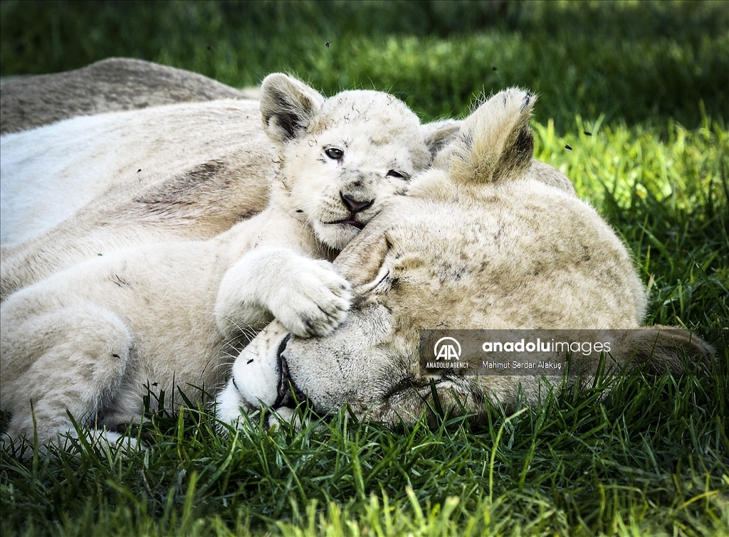 A natural life behind the fences in Johannesburg