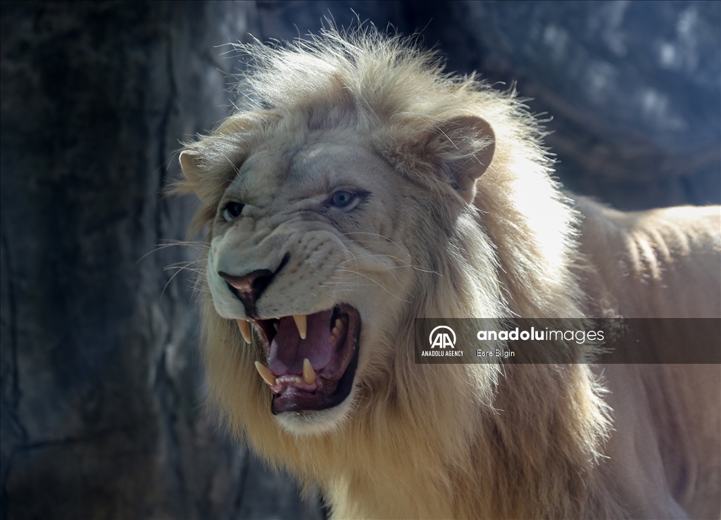 Turkey's lion and tiger cubs to be sent to Africa
