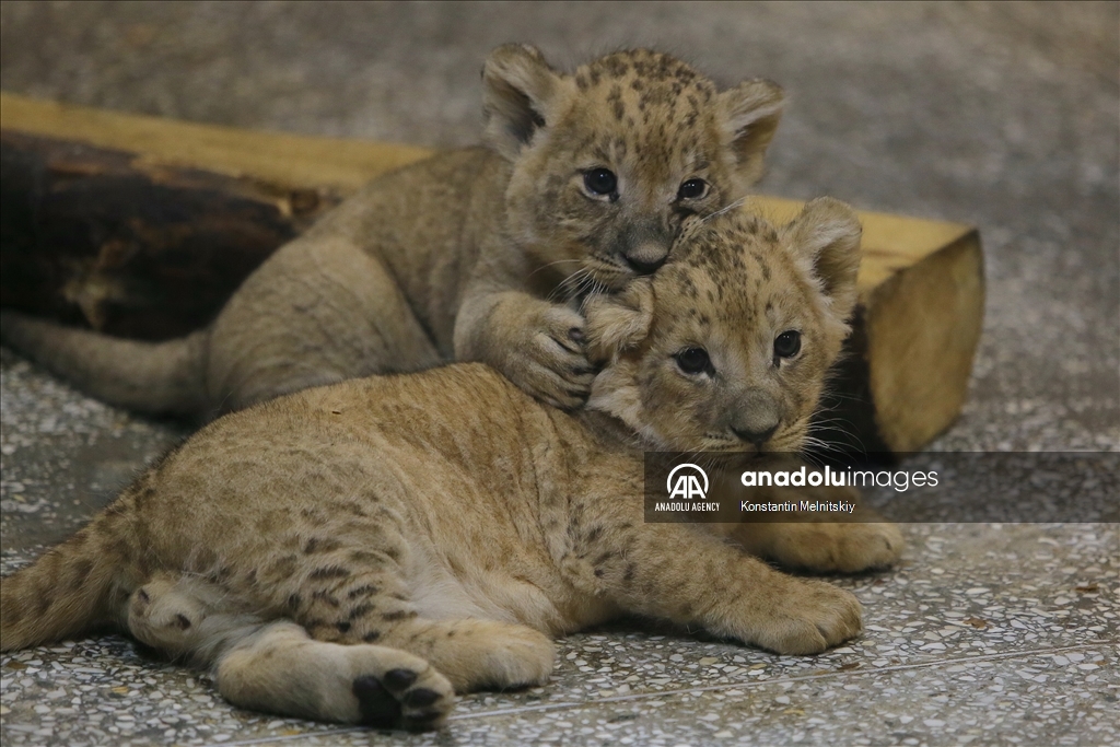 Two lion cubs at Yekaterinburg Zoo