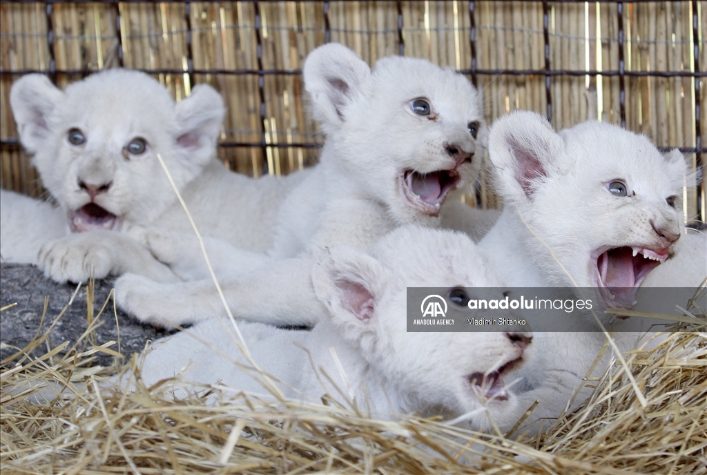 5 white lion cubs in Kiev