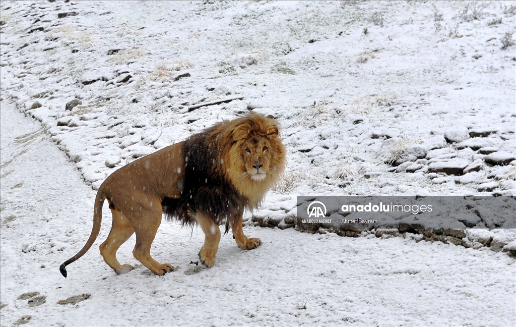 Animals enjoy snow at Wild Life Park in Turkey's Izmir