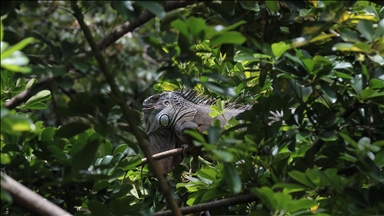 El Salvador'un koruma altındaki tropikal ormanları