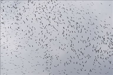 Storks migrating to south in skies over Istanbul