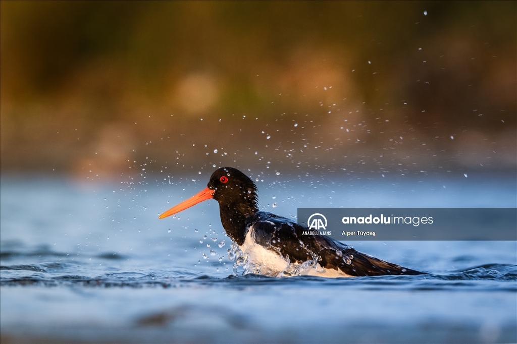 Kocaçay Deltası'nın kanatlı misafiri: Poyraz Kuşu