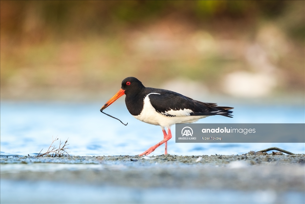 Kocaçay Deltası'nın kanatlı misafiri: Poyraz Kuşu