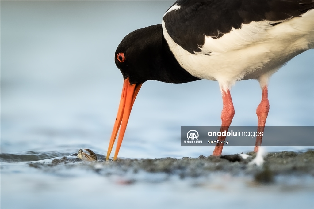 Kocaçay Deltası'nın kanatlı misafiri: Poyraz Kuşu