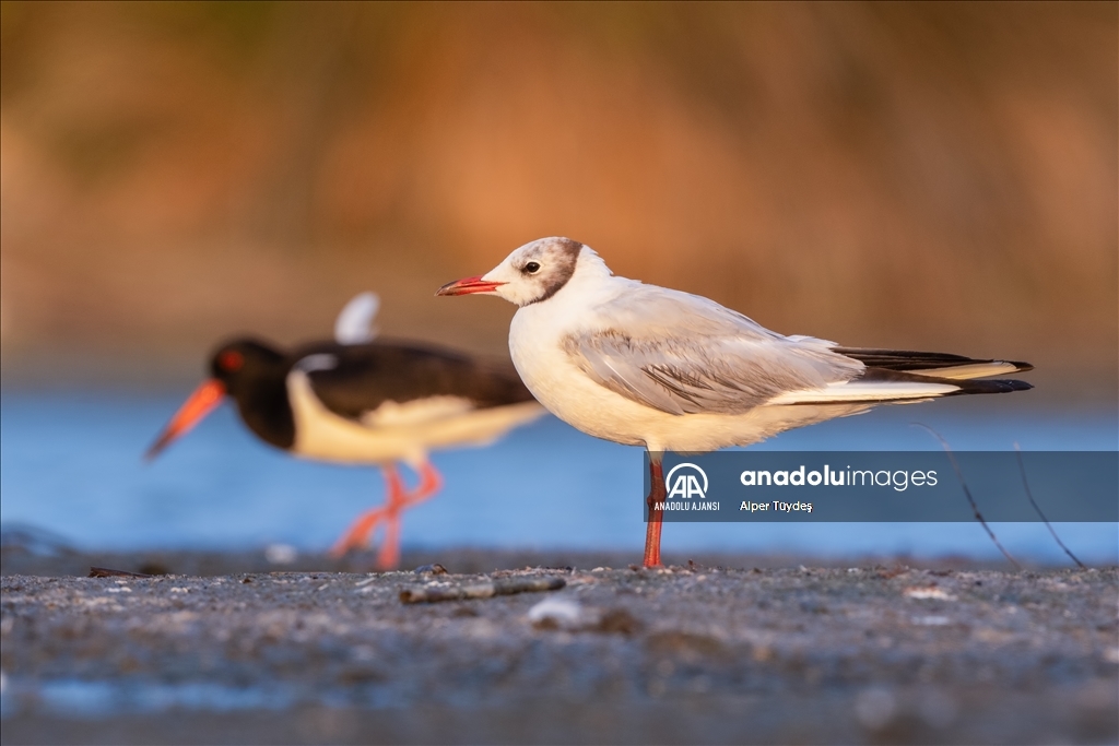 Kocaçay Deltası'nın kanatlı misafiri: Poyraz Kuşu