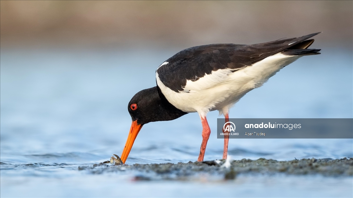 Kocaçay Deltası'nın kanatlı misafiri: Poyraz Kuşu