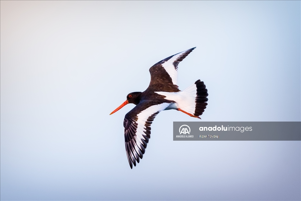 Kocaçay Deltası'nın kanatlı misafiri: Poyraz Kuşu