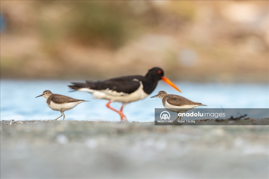 Kocaçay Deltası'nın kanatlı misafiri: Poyraz Kuşu