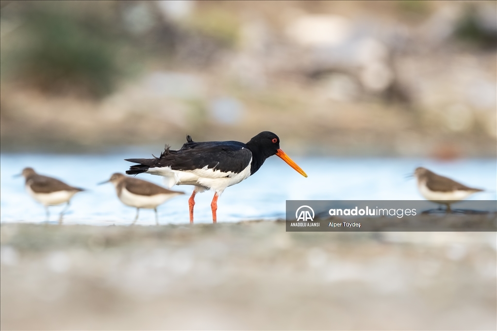 Kocaçay Deltası'nın kanatlı misafiri: Poyraz Kuşu