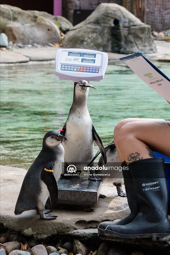 Annual Weigh-in at London Zoo