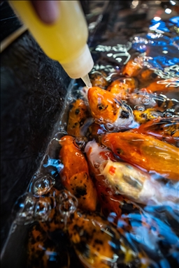  Feeding fish with baby bottles at mall aquarium in Ankara