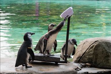 Annual Weigh-in at London Zoo