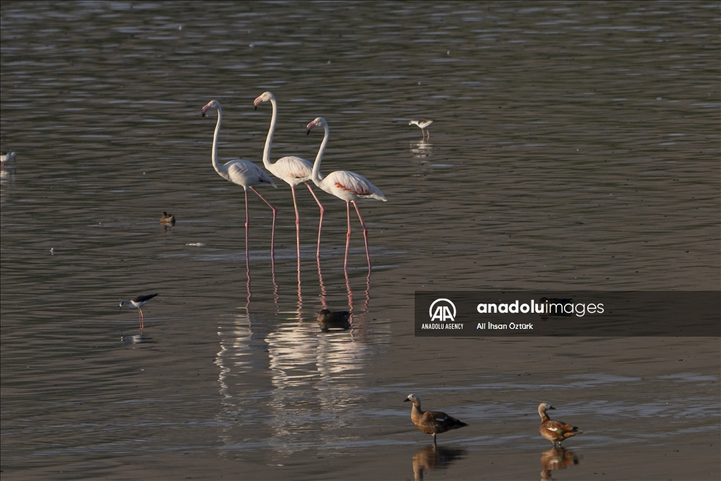 Flamingos of Lake Van Basin