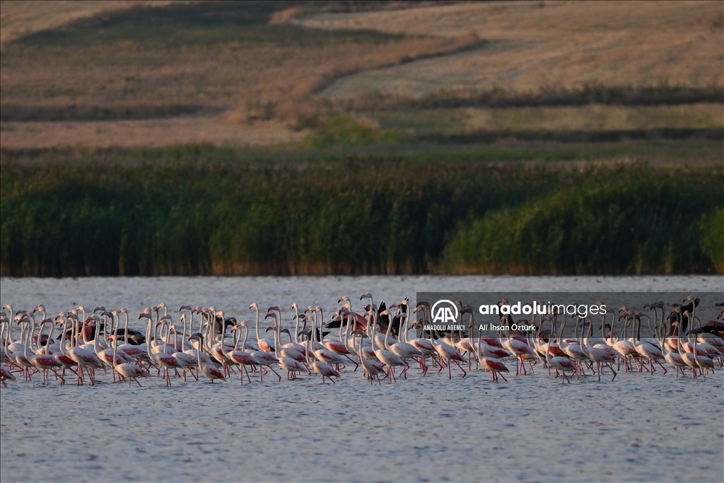 Flamingos of Lake Van Basin